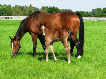 New Breeding and Elite Sport Horse Seminar and Workshop New Breeding and Elite Sport Horse Seminar and Workshop